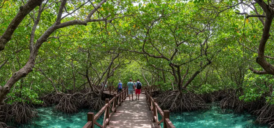 Manglares de Old Point